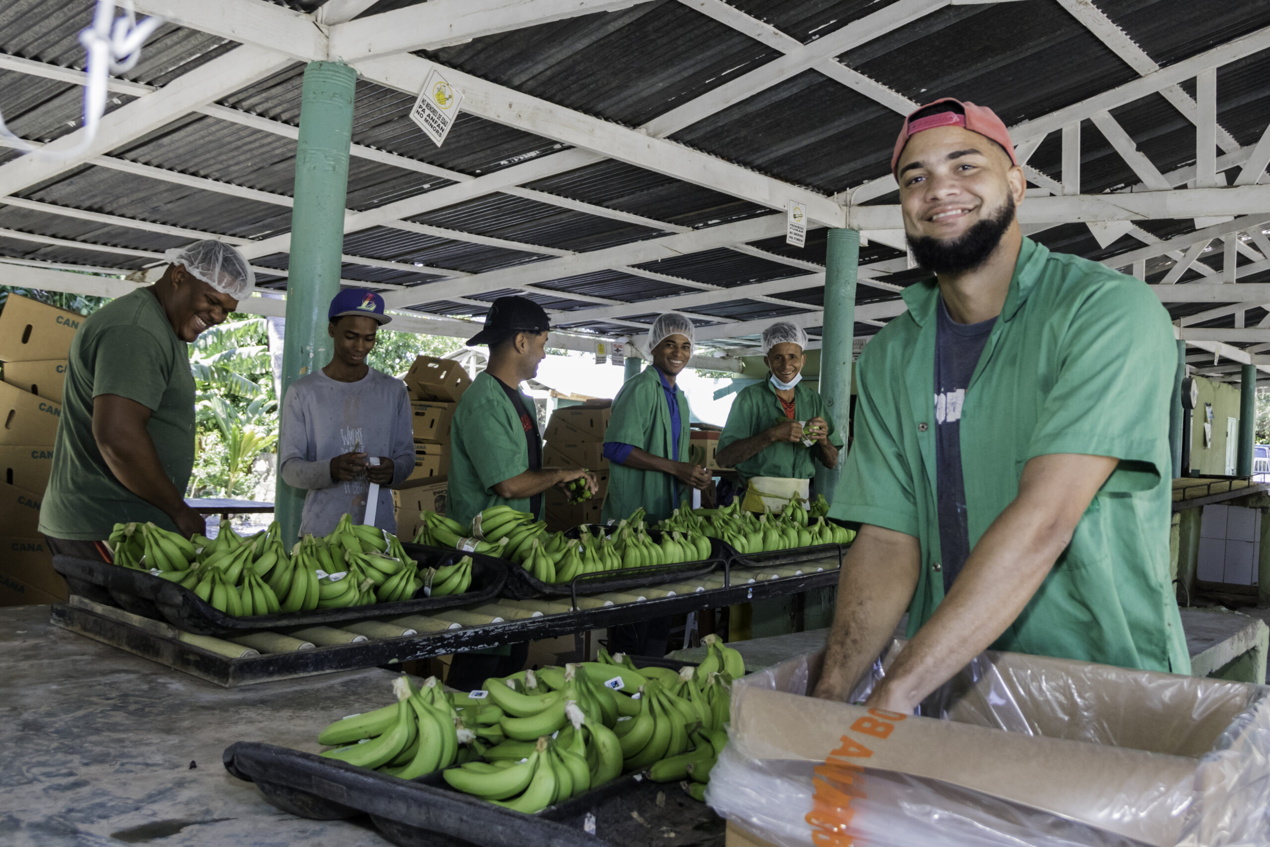 Tras 20 años de espera, Edesur interconecta más de 300 exportadores de banano en Azua