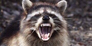 Mapache entregado al zoológico  está bajo mucho estrés