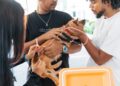 Alcaldía del Distrito Nacional continúa jornadas de esterilización de perros y gatos