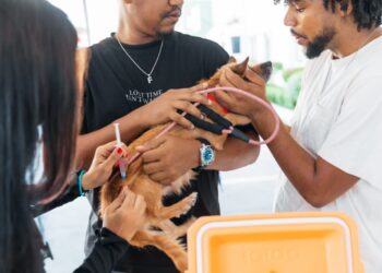 Alcaldía del Distrito Nacional continúa jornadas de esterilización de perros y gatos