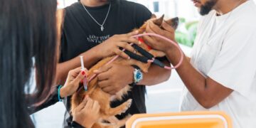 Alcaldía del Distrito Nacional continúa jornadas de esterilización de perros y gatos