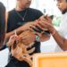 Alcaldía del Distrito Nacional continúa jornadas de esterilización de perros y gatos