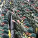 Reino Unido declarará organización terrorista a la Guardia Revolucionaria de Irán