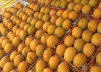 Osmar Benítez advirtió semanas antes sobre riesgos fitosanitarios que hoy frenan exportación de mango a EE. UU.