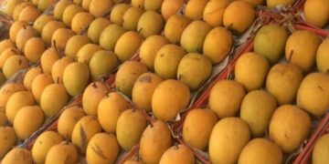Osmar Benítez advirtió semanas antes sobre riesgos fitosanitarios que hoy frenan exportación de mango a EE. UU.