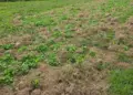 DNCD descubre plantación de marihuana y desmantela viveros clandestinos en Ocoa
