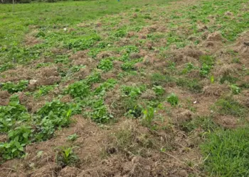 DNCD descubre plantación de marihuana y desmantela viveros clandestinos en Ocoa