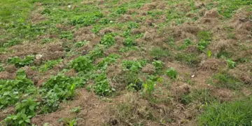 DNCD descubre plantación de marihuana y desmantela viveros clandestinos en Ocoa