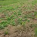 DNCD descubre plantación de marihuana y desmantela viveros clandestinos en Ocoa