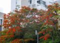 El framboyán no es caribeño: la historia del árbol que enamoró a toda una región