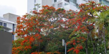 El framboyán no es caribeño: la historia del árbol que enamoró a toda una región