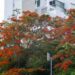 El framboyán no es caribeño: la historia del árbol que enamoró a toda una región