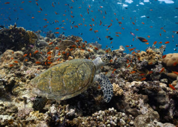 El Egipto que vive bajo el mar: siete días entre tiburones, corales y abismos en el sur del mar Rojo
