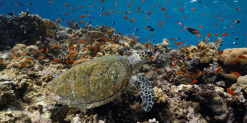 El Egipto que vive bajo el mar: siete días entre tiburones, corales y abismos en el sur del mar Rojo