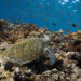 El Egipto que vive bajo el mar: siete días entre tiburones, corales y abismos en el sur del mar Rojo